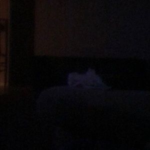 Meet your Posher, Billy